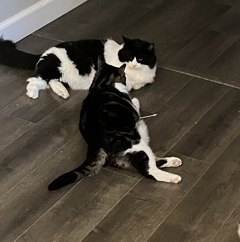 cats floor.jpg