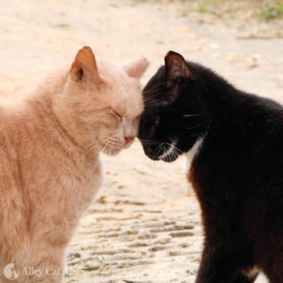cats head butt.jpg