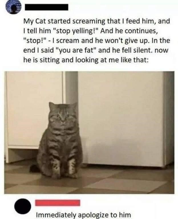 cats.jpeg
