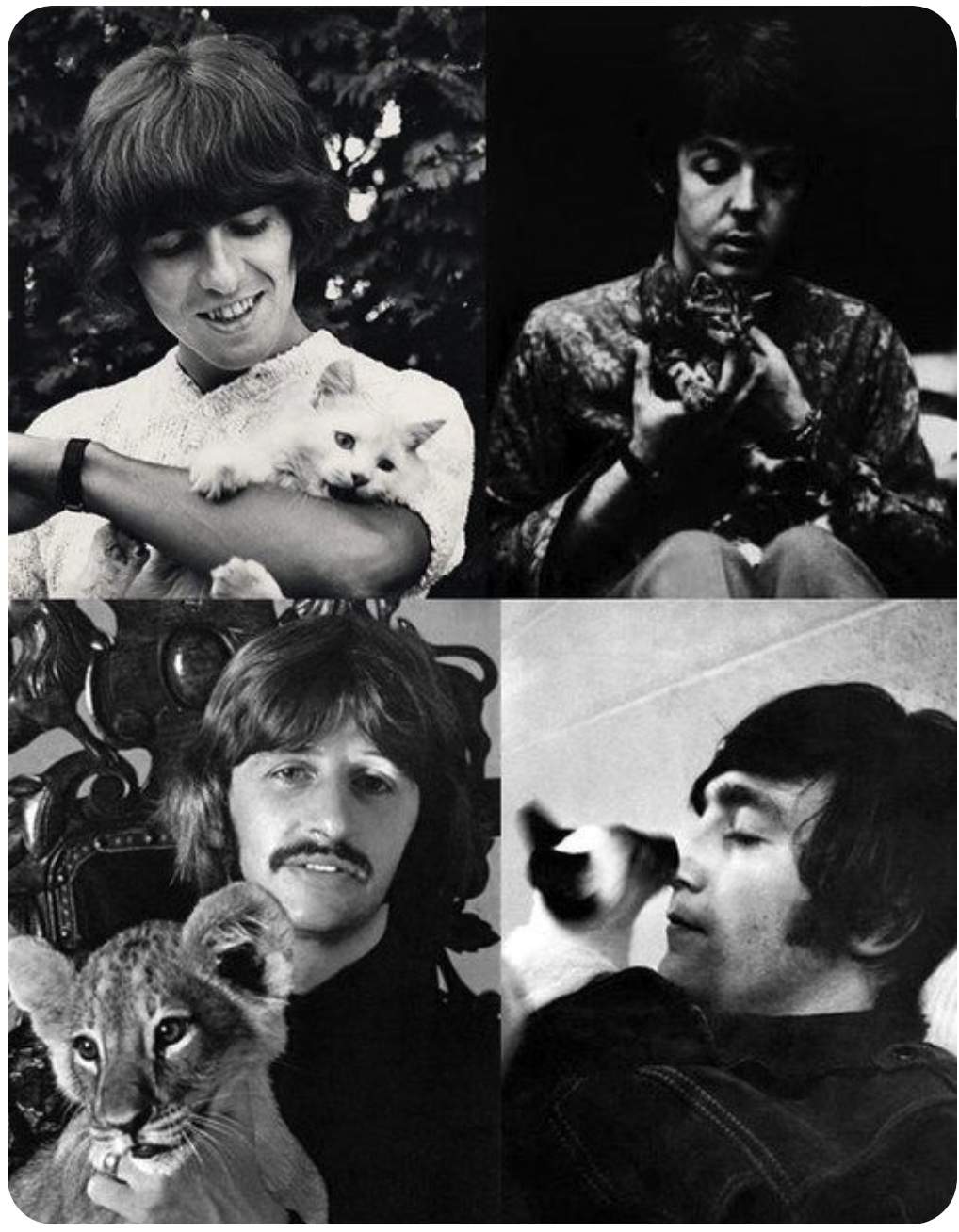 cats.jpg