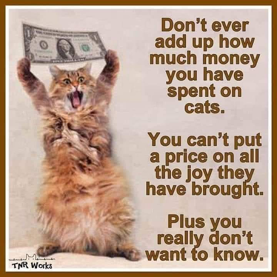 cats money.png