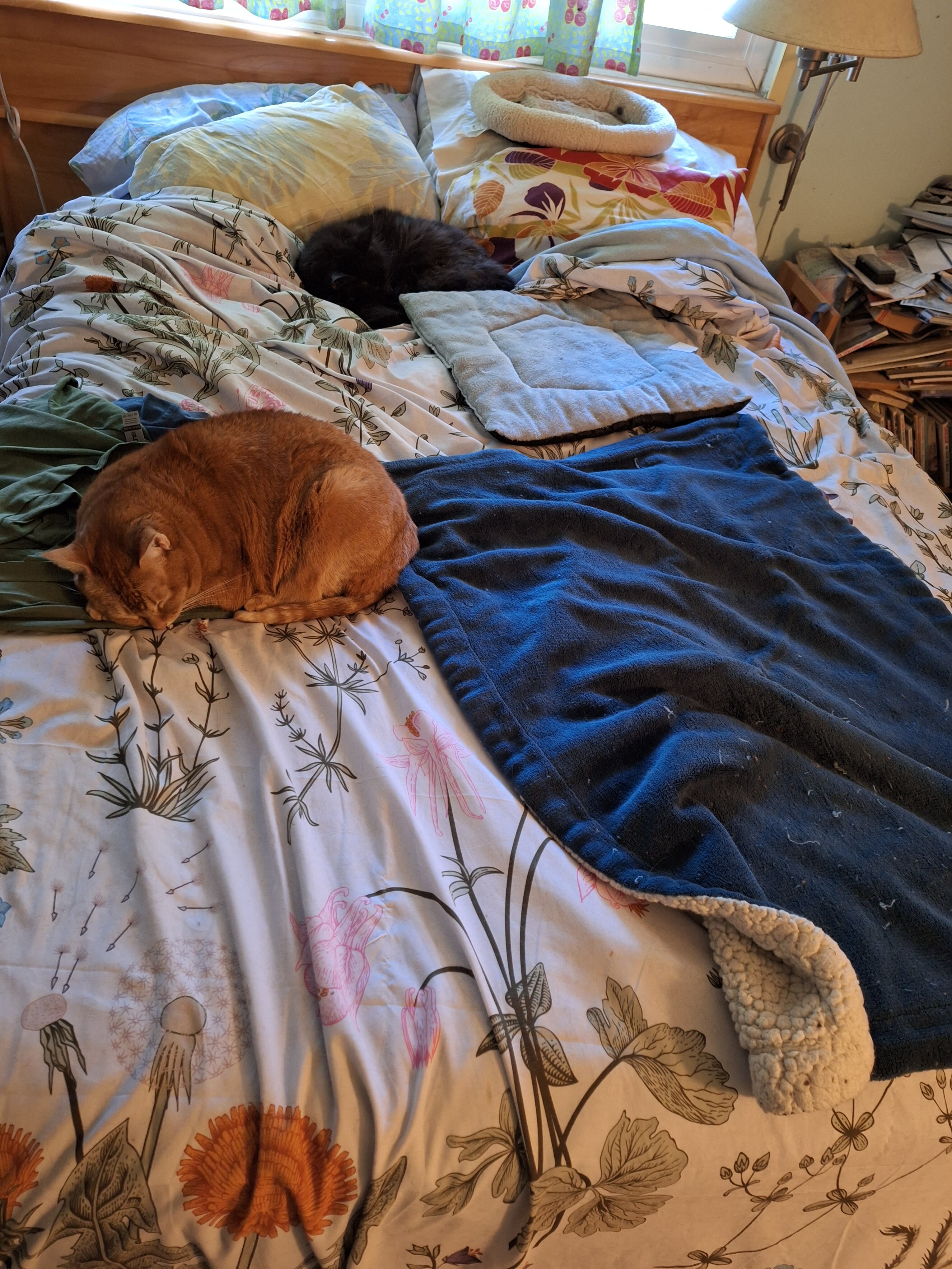cats on bed.jpg