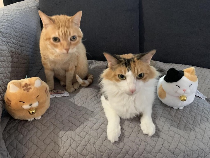 cats plus stuffies.jpg