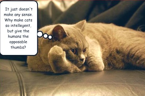 cats thumbs.jpg