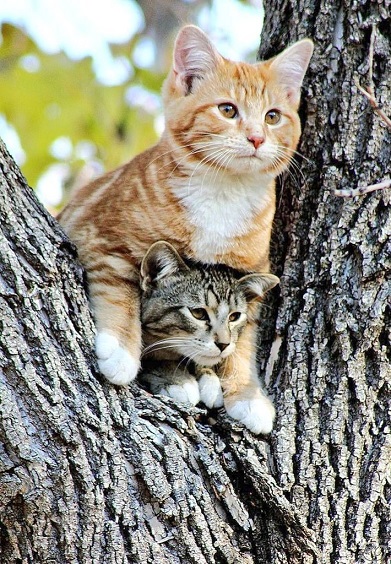 cats tree.jpg