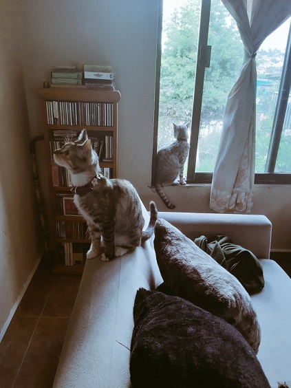 cats window.jpg