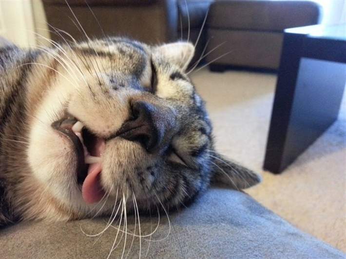 catsleep.jpg