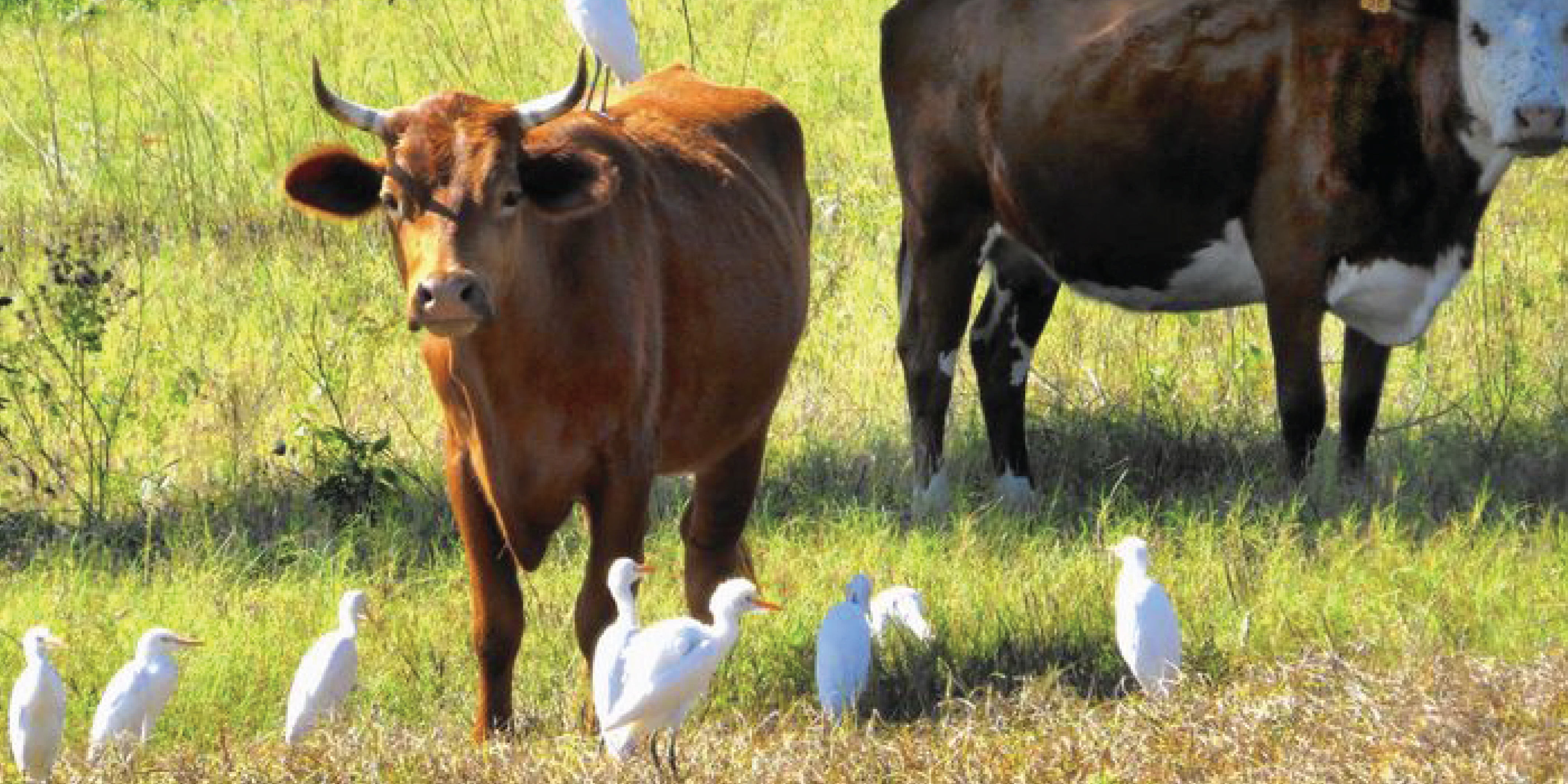 cattle-01-4266x2133.png