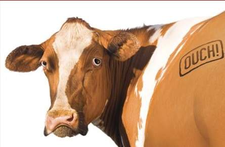 Cattle+Branding.jpg