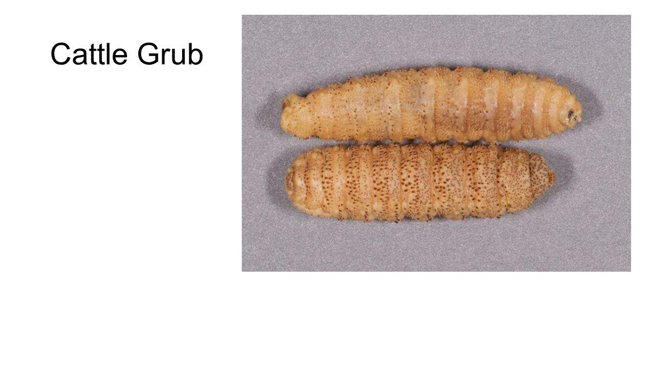 Cattle Grub.jpg