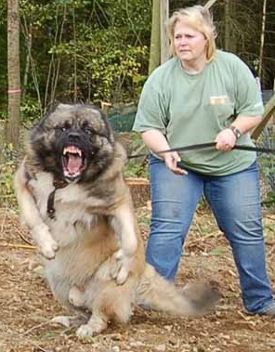 Caucasian_Shepherd_Temprament.jpg