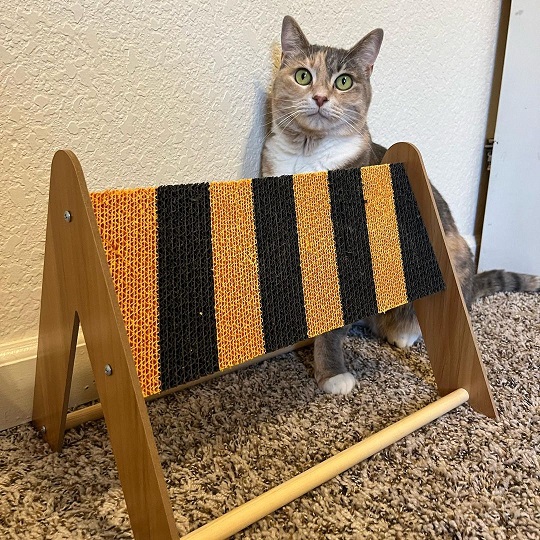 caution cat.jpg