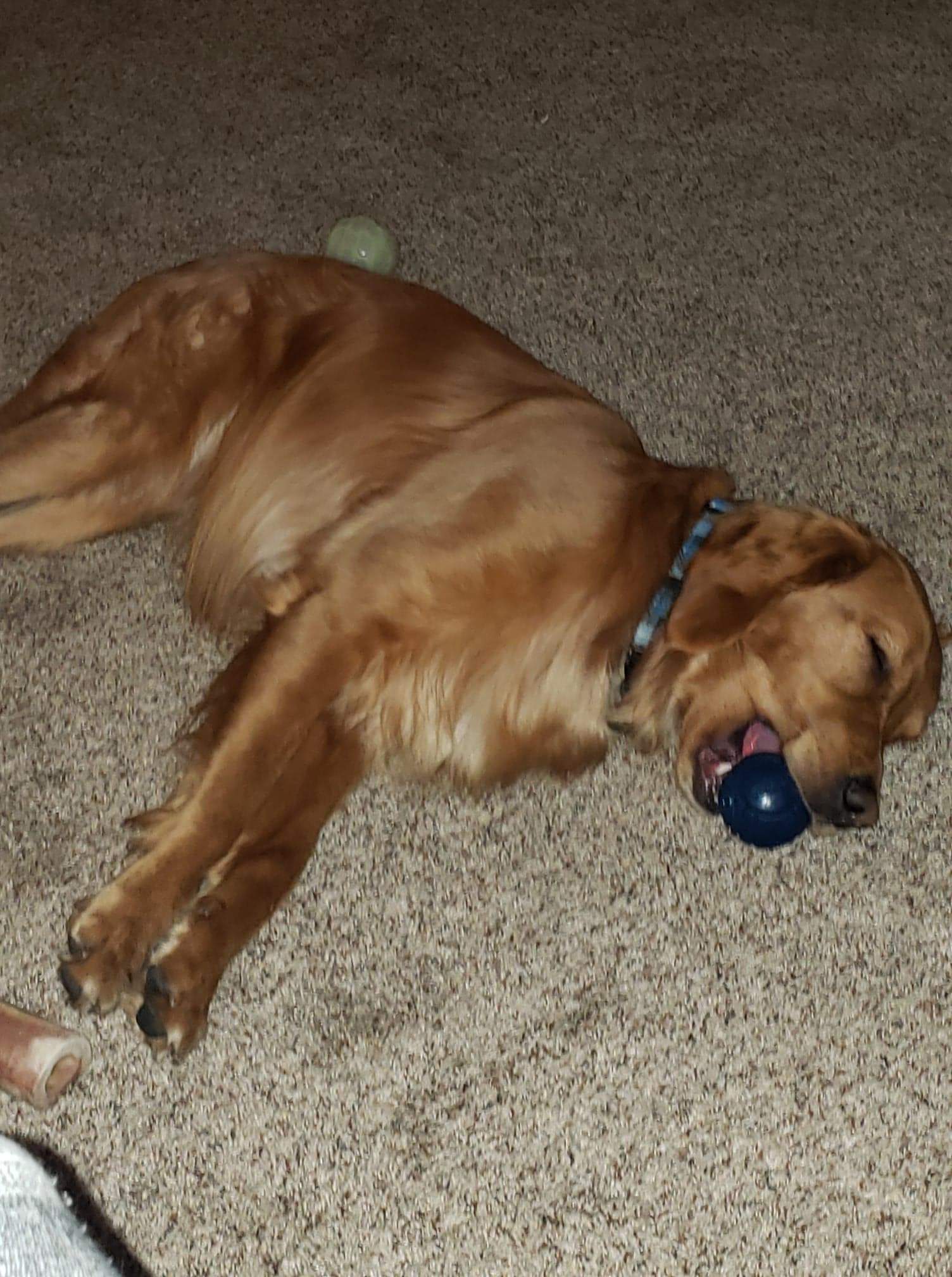 cc sleeping.jpg