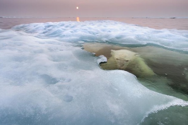 cccpolar.jpg