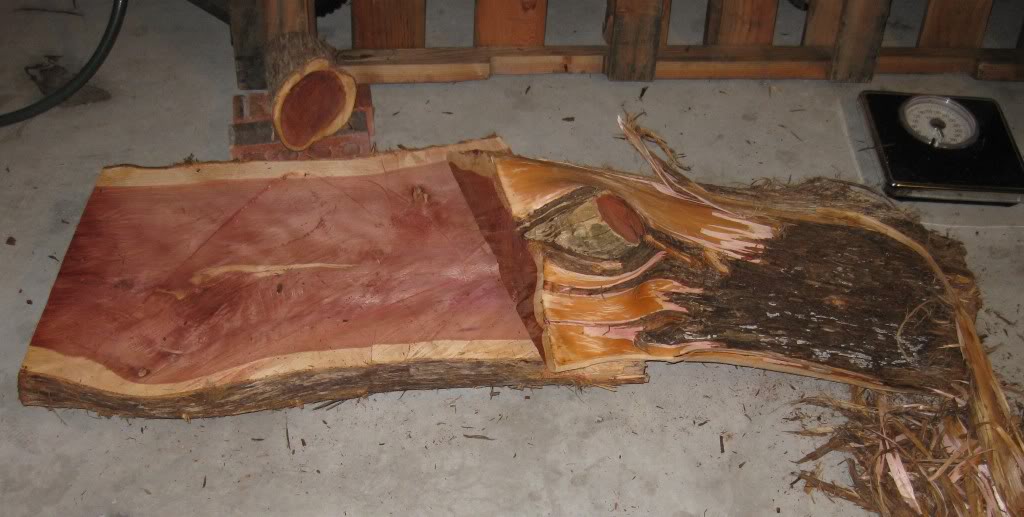 Cedar.jpg