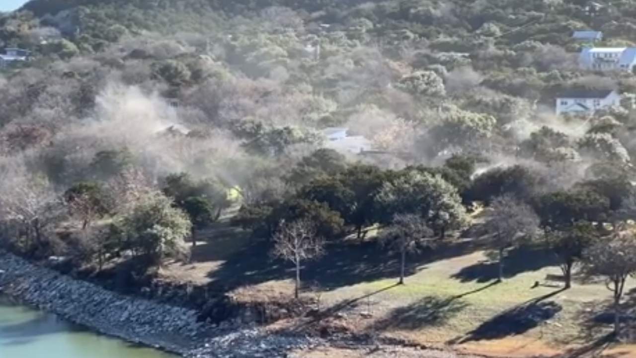 Cedar-pollen.jpg