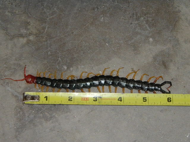 centipede6inch.jpg