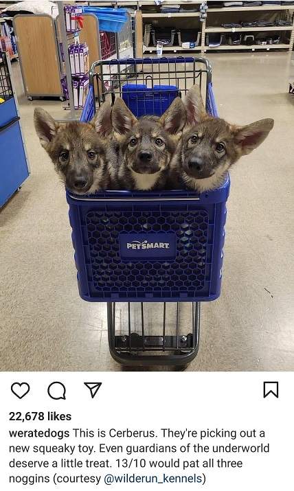 cerberus.jpg