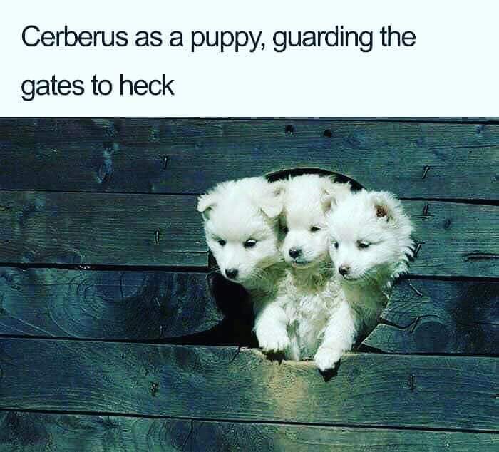 Cerberus pups.jpg