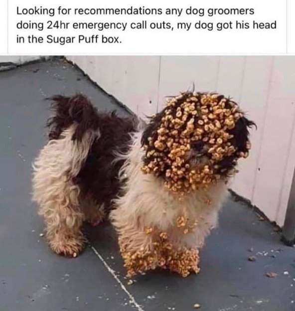 cereal dog.jpg