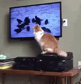 CFE6AA61-8417-47BF-91C7-504337B3BF30.gif