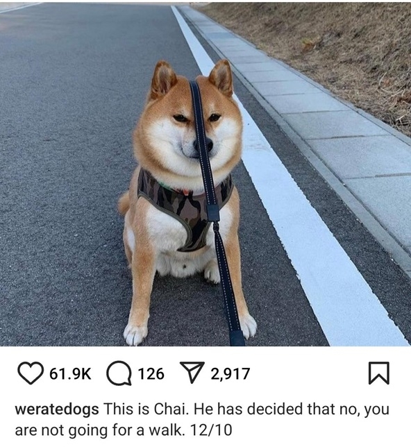 chai dog.jpg
