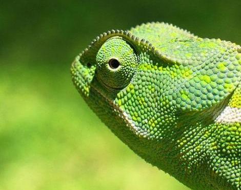 chameleon3.jpg