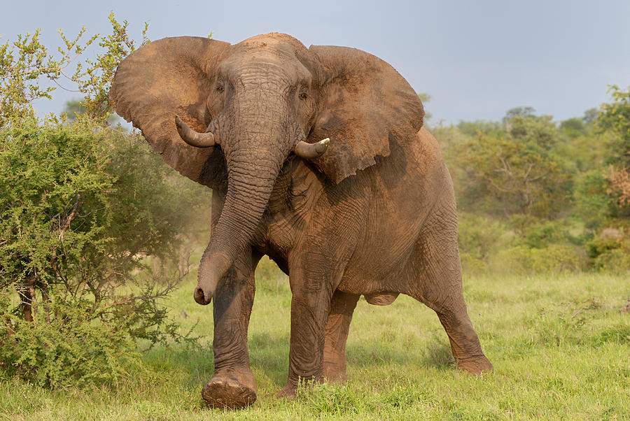 charing-bull-elephant-patrick-obrien.jpg