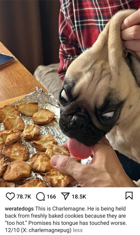 charlemagne dog.jpg