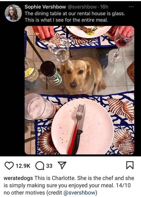 charlotte dog.jpg