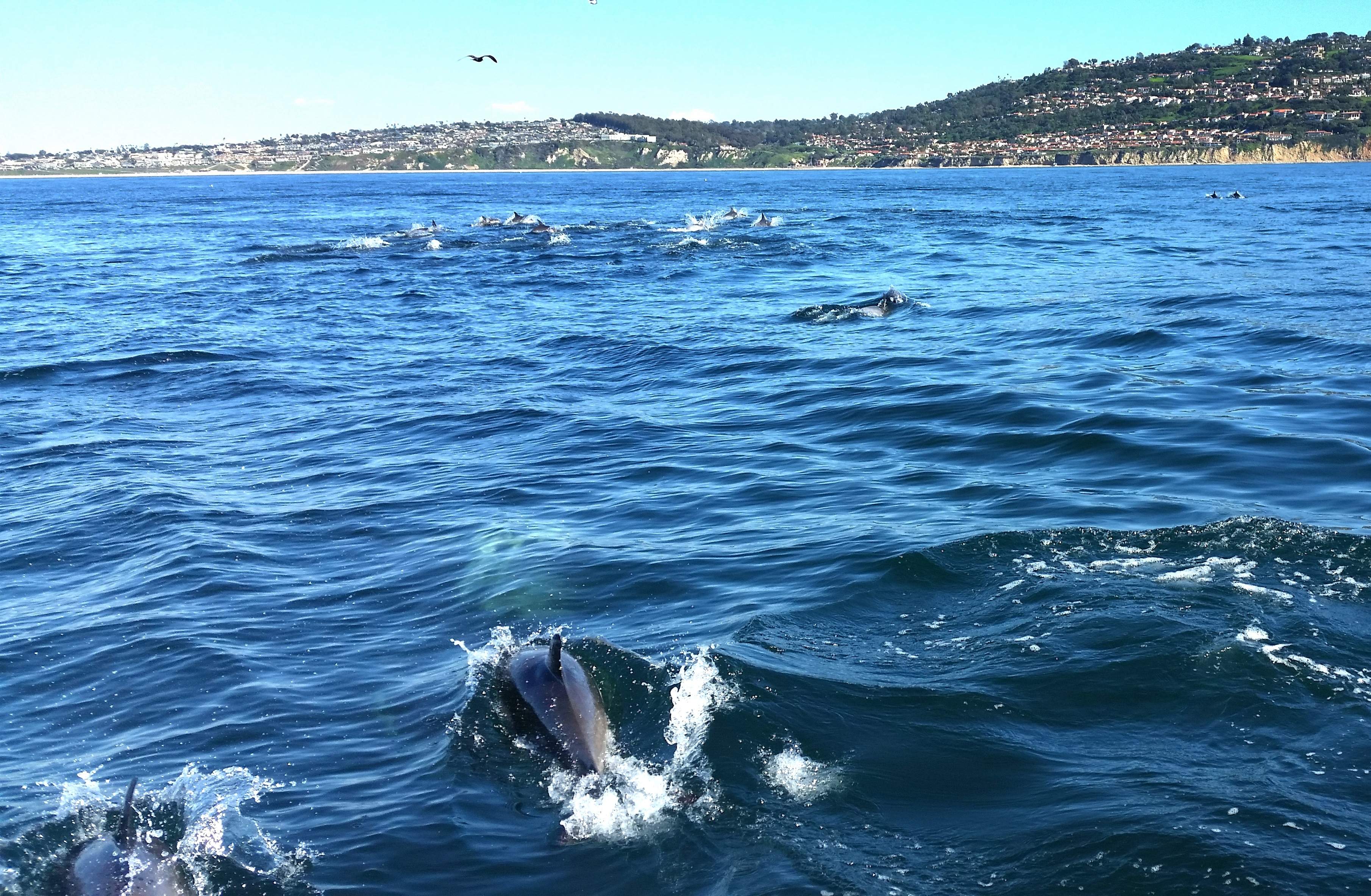 CHASING DOLPHIN OFF P.V. (2).jpg