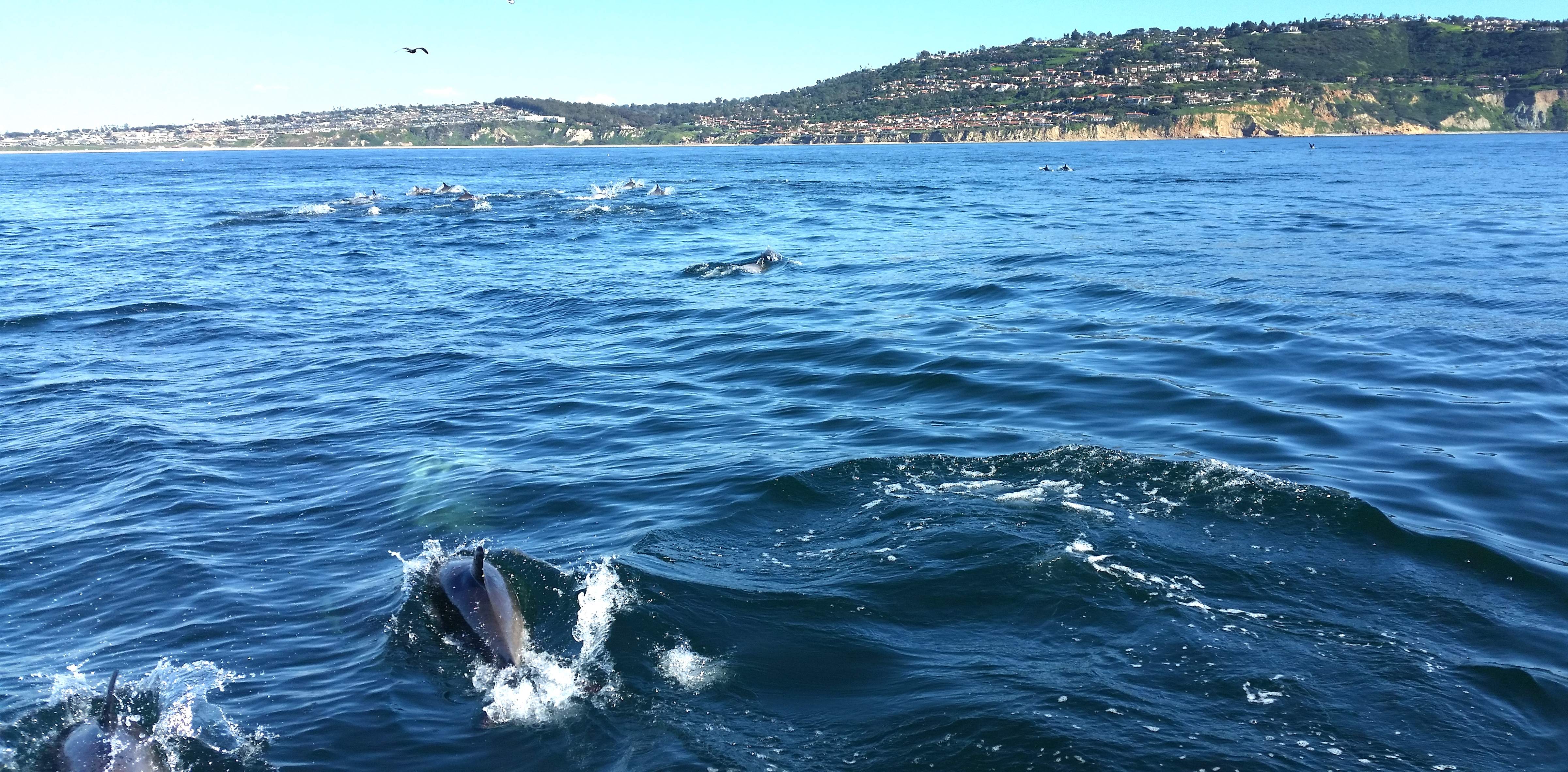 CHASING DOLPHIN OFF P.V..jpg