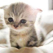 chaton-triste.jpg