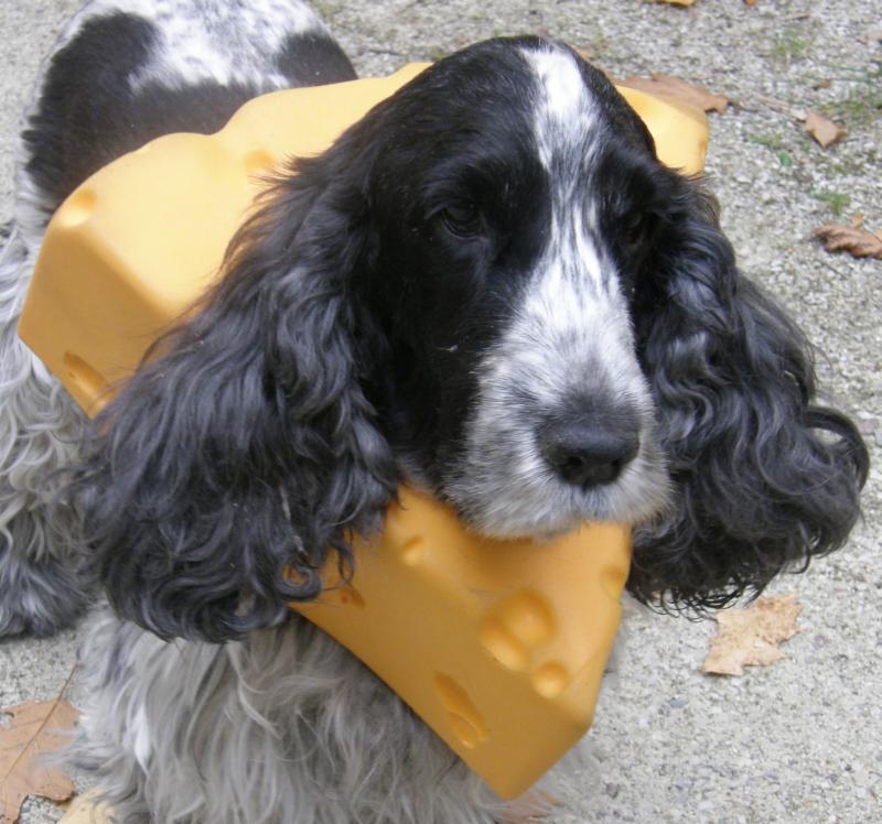 cheesehead-dog.jpg