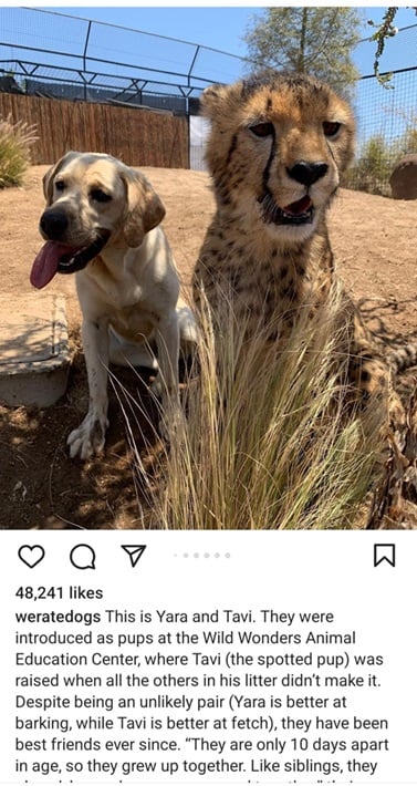 cheetah dog 1.jpg