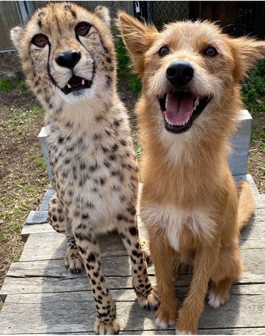 cheetah dog 1.jpg