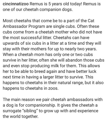 cheetah dog 2.jpg