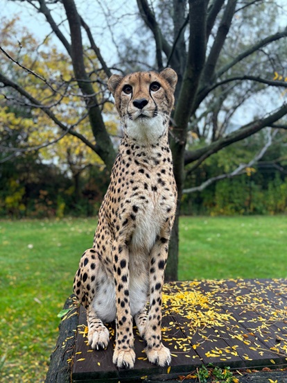 cheetah.jpg