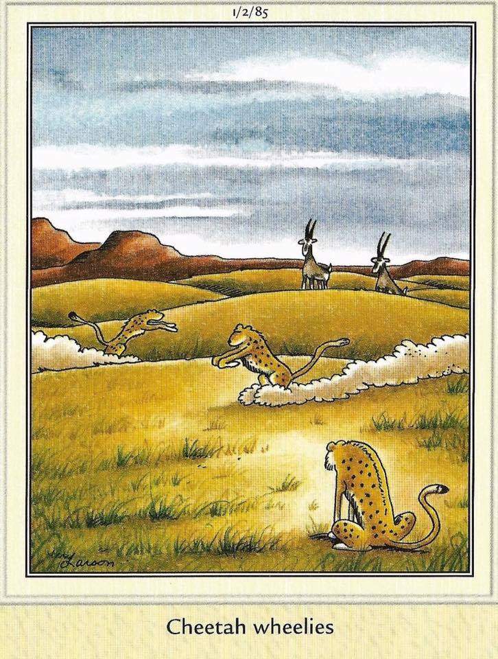Cheetahs.jpg