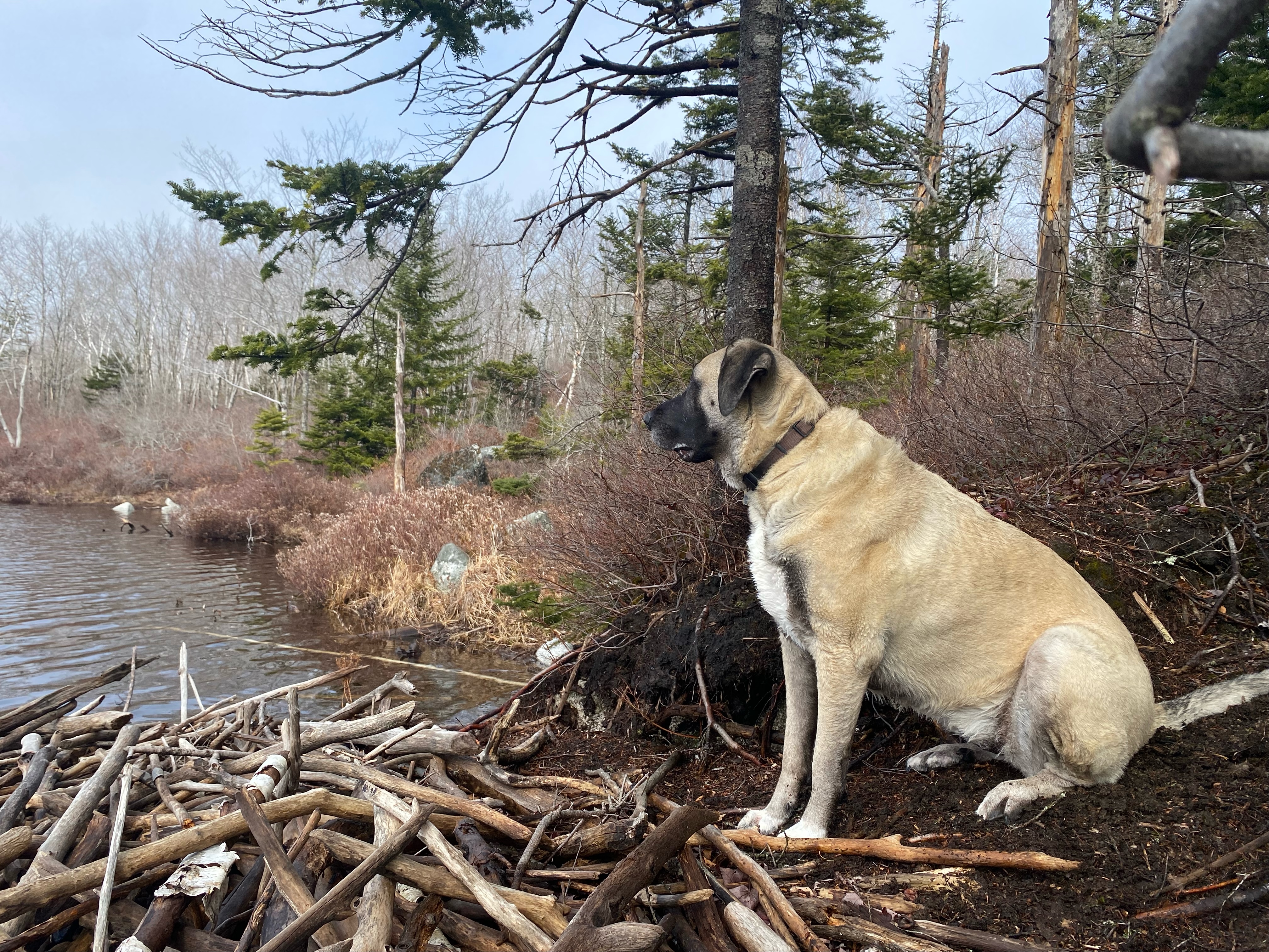 Chica at Cranberry Pond.jpeg