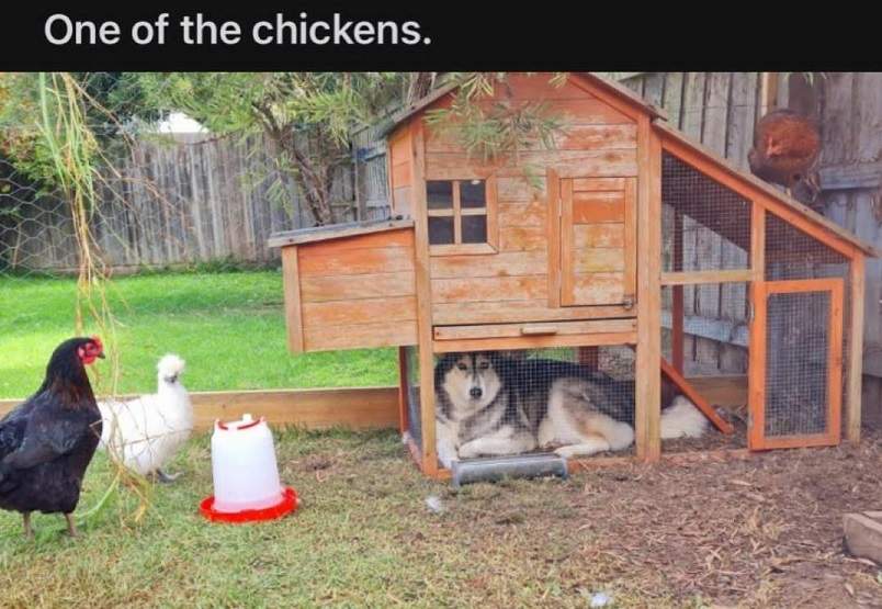 chicken dog.jpg