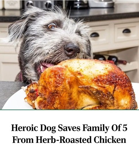 chicken dog.jpg