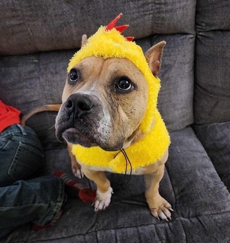 chicken dog.jpg