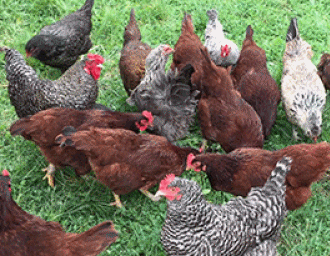 chicken-hoff 1 (anim).gif
