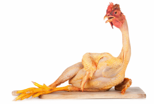 chicken-hoff 2 (anim).gif