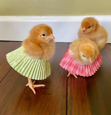 chickens.jpg