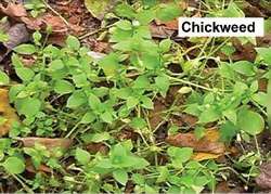 chickweed-4.jpg