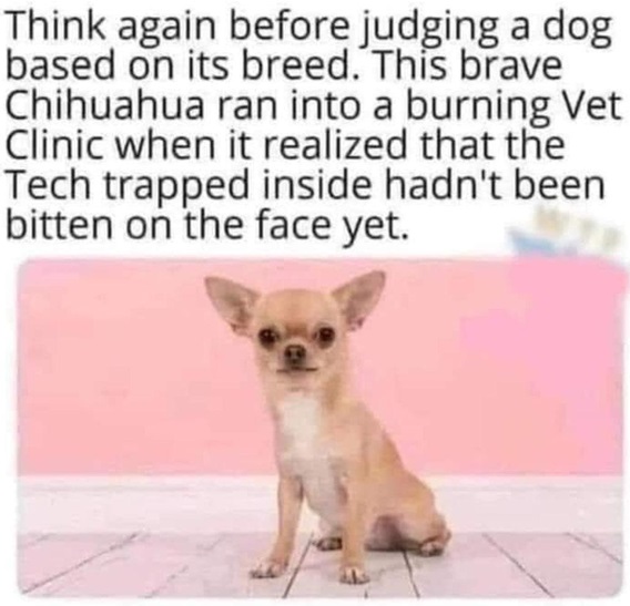 chihuahua.jpg