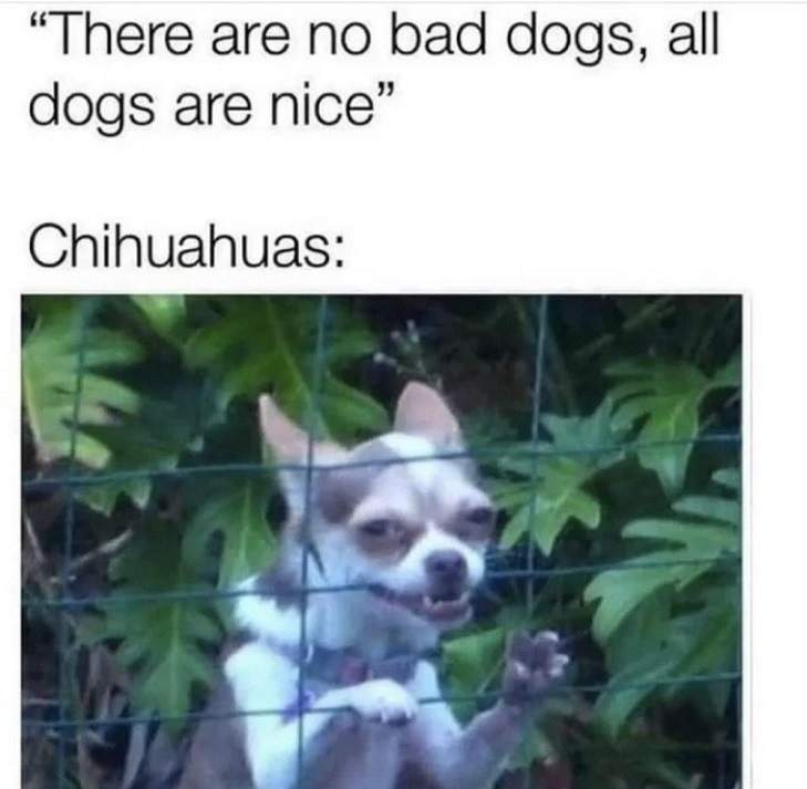 chihuahuas.jpg