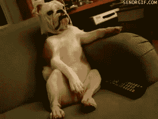 chillbulldogbrop1.gif